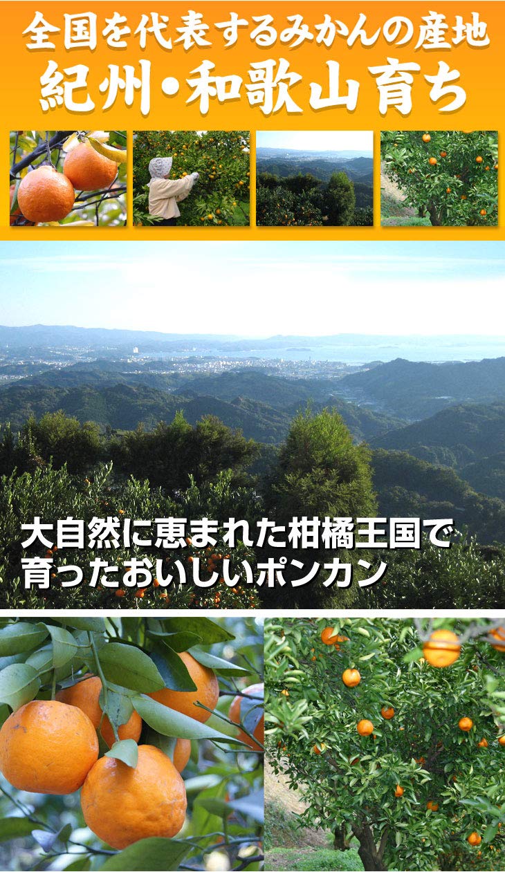 Amazon.co.jp: みかん 10kg 南紀黒潮 ポンカン 和歌山産 食品 : 食品